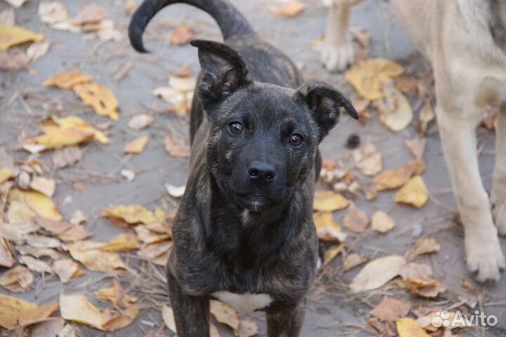 Мальчик 3,5м. В добрые руки