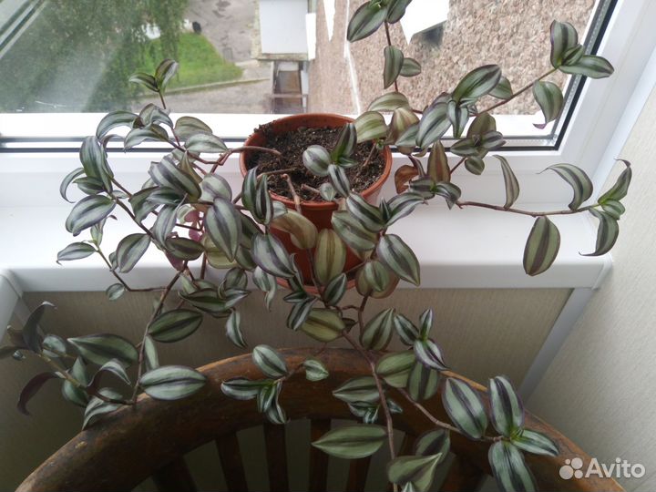 Традесканция