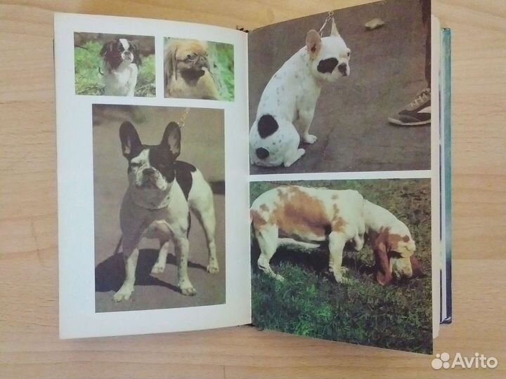 Пчелы, огород, домашние животные