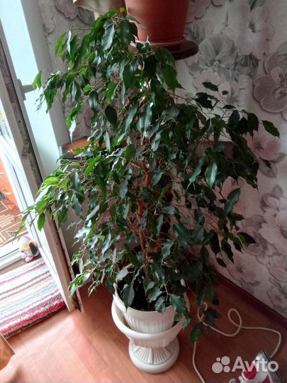 Фикус бенджамина большой