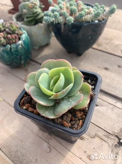 Суккуленты