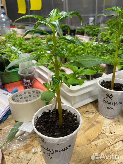 Бальзамин Том Самб Скарлет