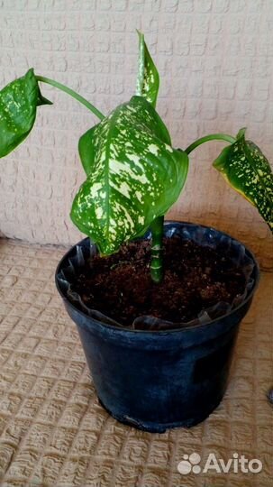 Комнатные растения