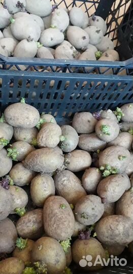 Семенной картофель