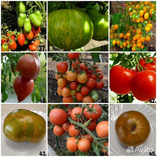 Семена коллекционных томатов