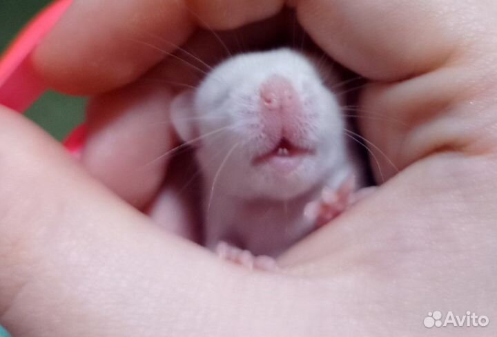 Крысята
