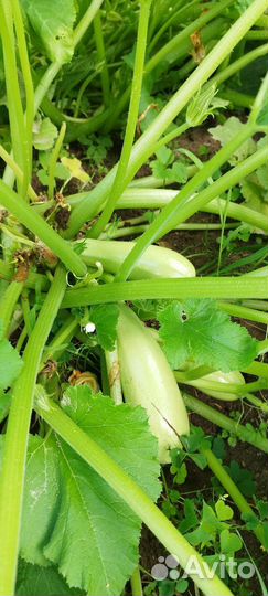 Кабачки домашние