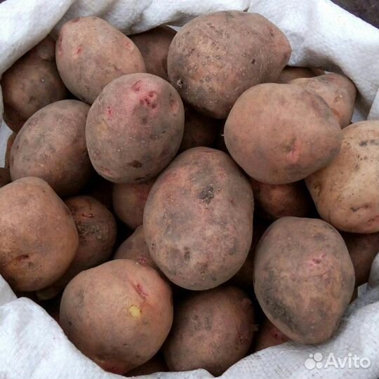 Семенной картофель