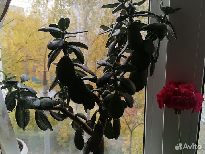 Толстянка, денежное дерево