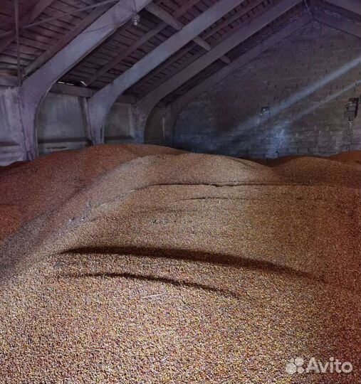 Фуражный овёс, Просо на корм/посев