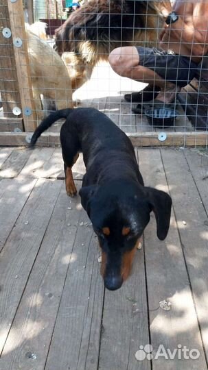 Такса мальчик