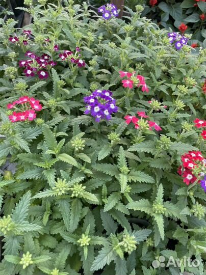 Рассада овощей и цветов