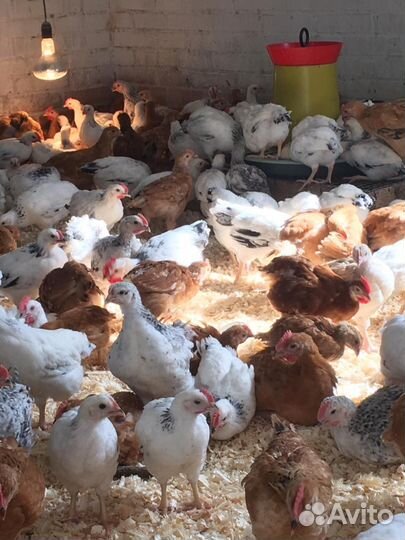 Куры молодки несушки