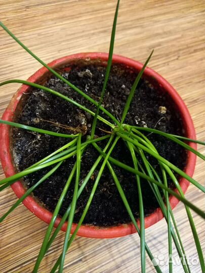 Хлорофитум, зефирантес