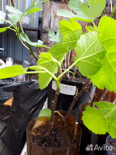 Рассада помидоринжир