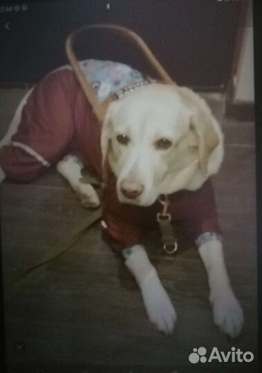 Одежда для собак. Комбенизон (для девочки)