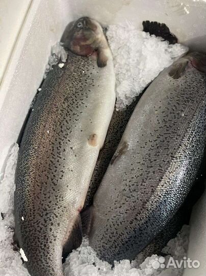 Форель охлаждённая