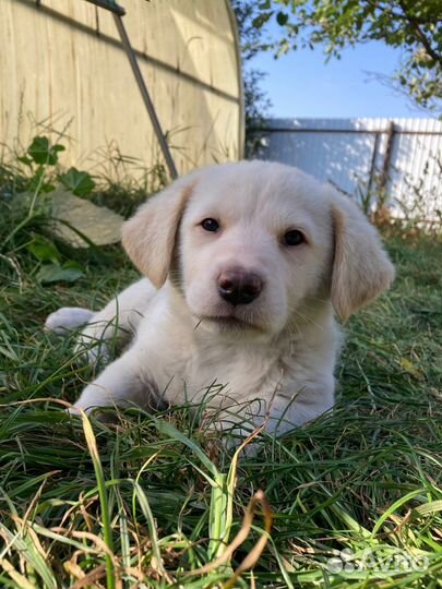 Щенок в добрые руки