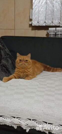 Котик экзот