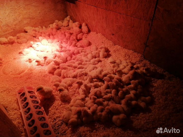 Цыплята Бройлер кобб 700 вывод 1 мая