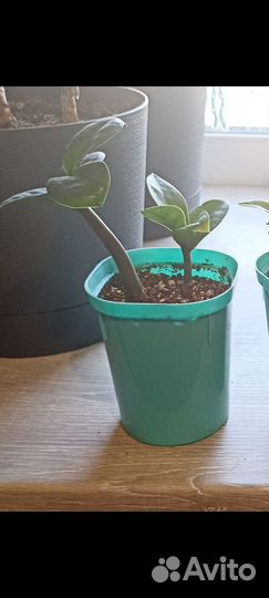 Замиокулькас зензи