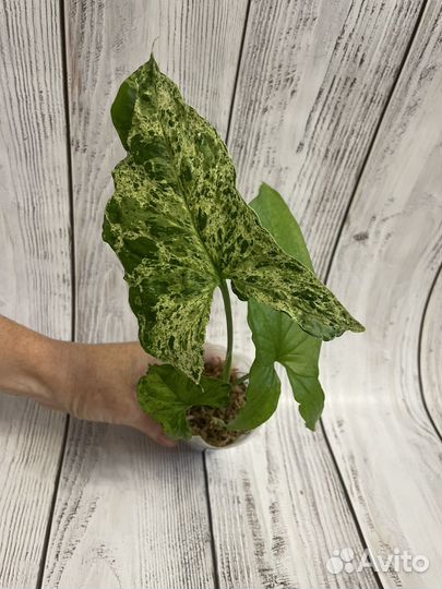 Сингониум mottled