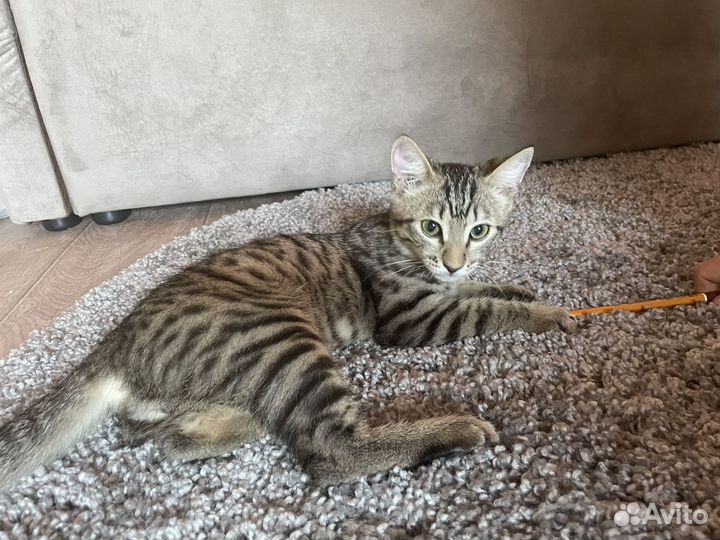 Отдам котенка