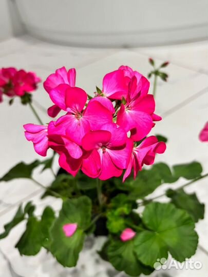 Пеларгония герань