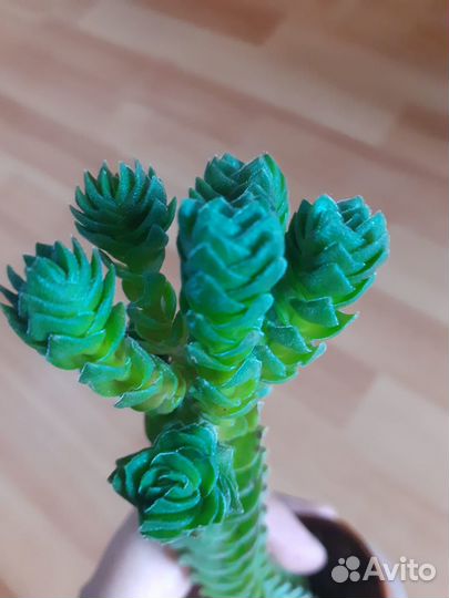 Крассулы, эчеверии, замеокулькас черный