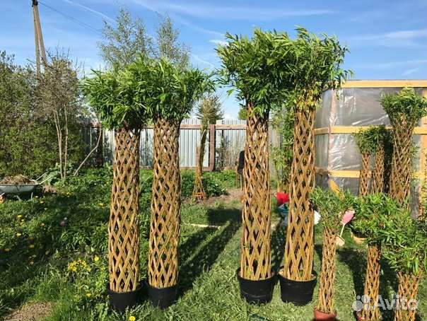 Плетеные деревья из сортовой ивы