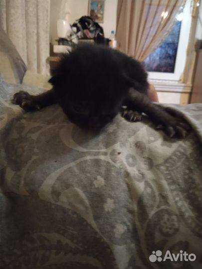 Котята в дар