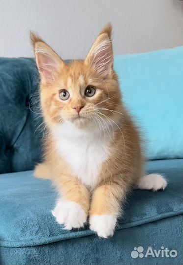 Мейн кун девочка