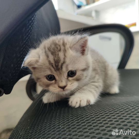 Кошки шотландцы