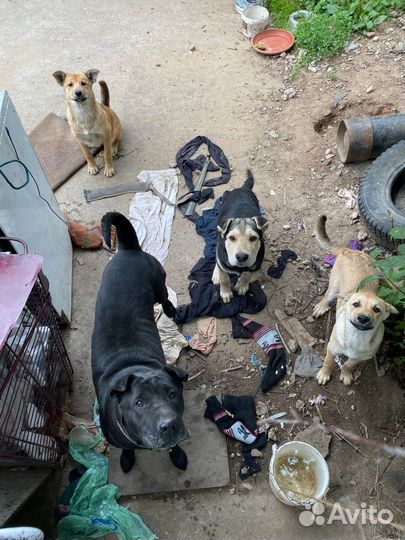 Нужно спасать