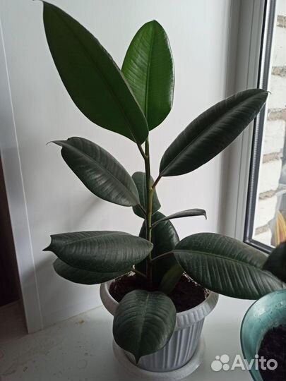 Комнатные цветы