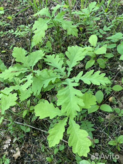 Саженцы дуба