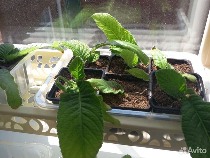 Стрептокарпусы