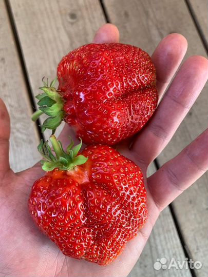 Рассада.Саженцы клубники Альба, Нелли, Азия, Клери