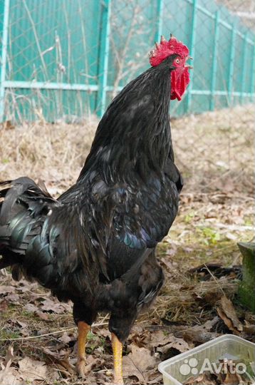 Петух черный 10 мес, порода Московская