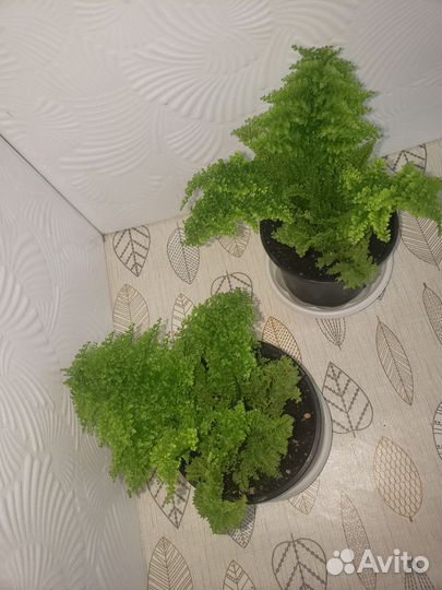 Папоротник комнатный