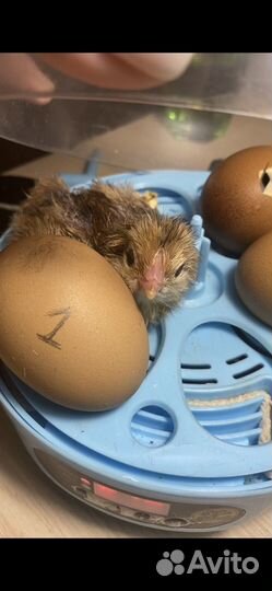 Инкубатор для яиц Ряба-6