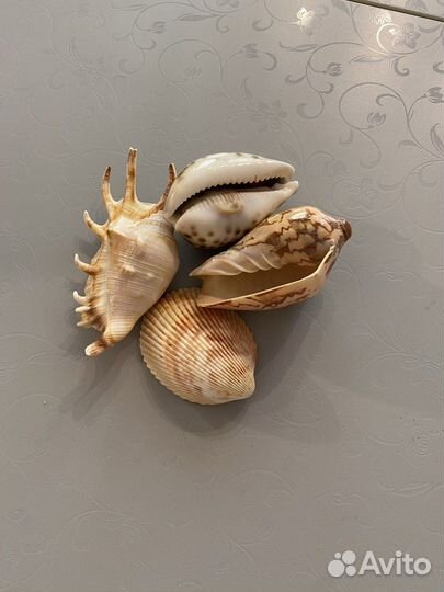 Морские ракушки