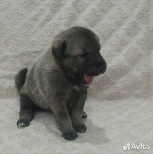 Очень красивые щенки