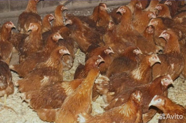 Куры-несушки яичные