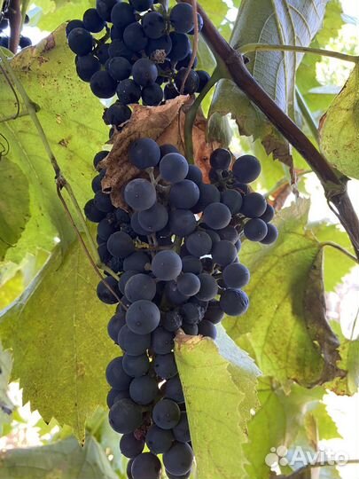 Виноград винный
