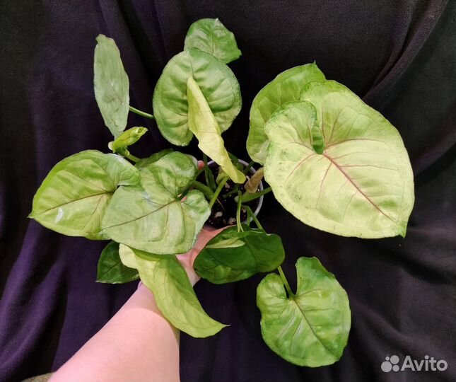 Сингониум Манго