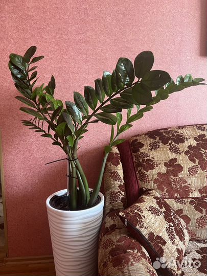 Замиокулькас