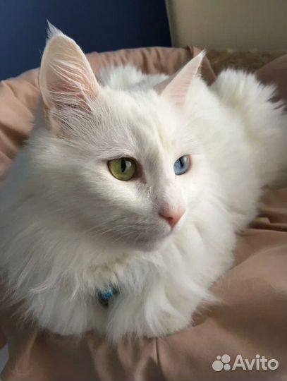 Турецкая ангора