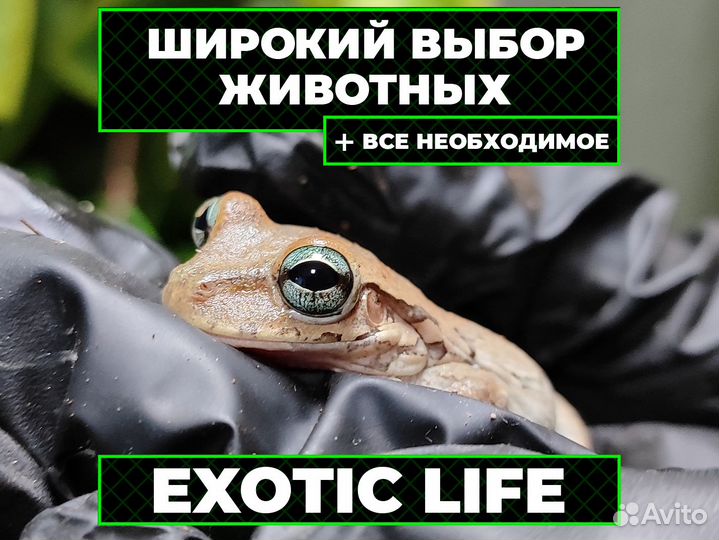 Доминиканская квакша