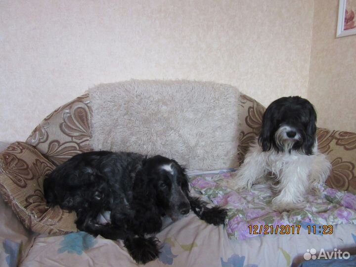 Передержка собак (в квартире)